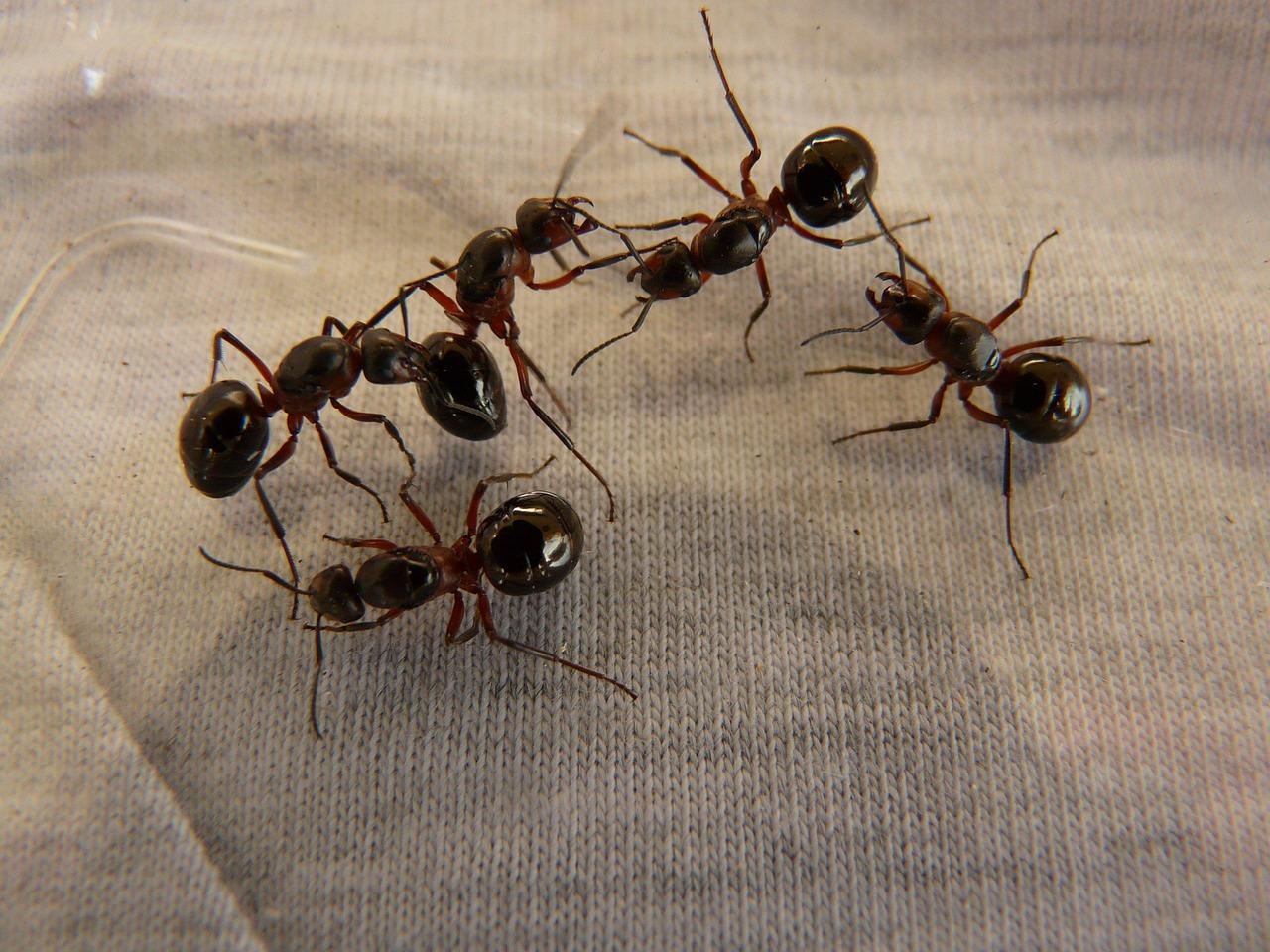 A close-up of a dark brown ant carrying a small piece of food or debris on a light-colored surface.