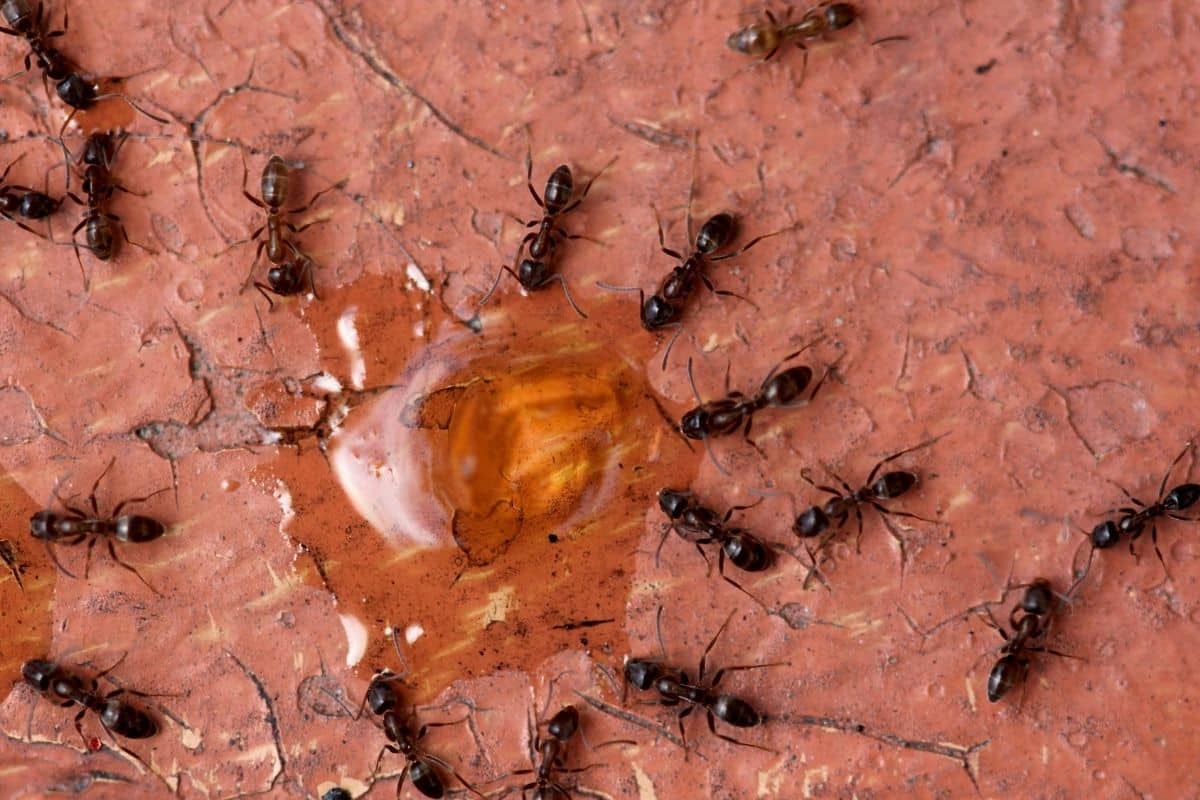 Argentine ant