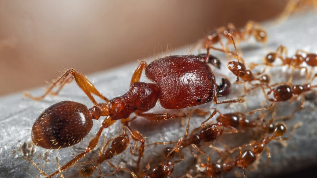 coastal brown ant