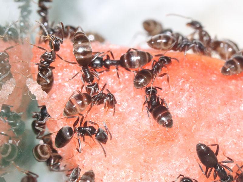 odourous house ants
