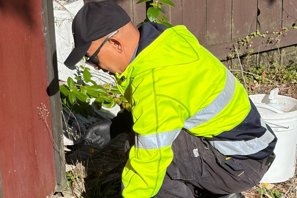 Lloyd Carpenter from AlphaPest inspecting signs of an ant infestation at an Auckland home